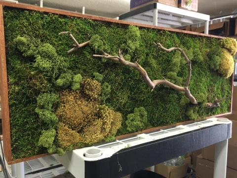 Moss Art – San Diego